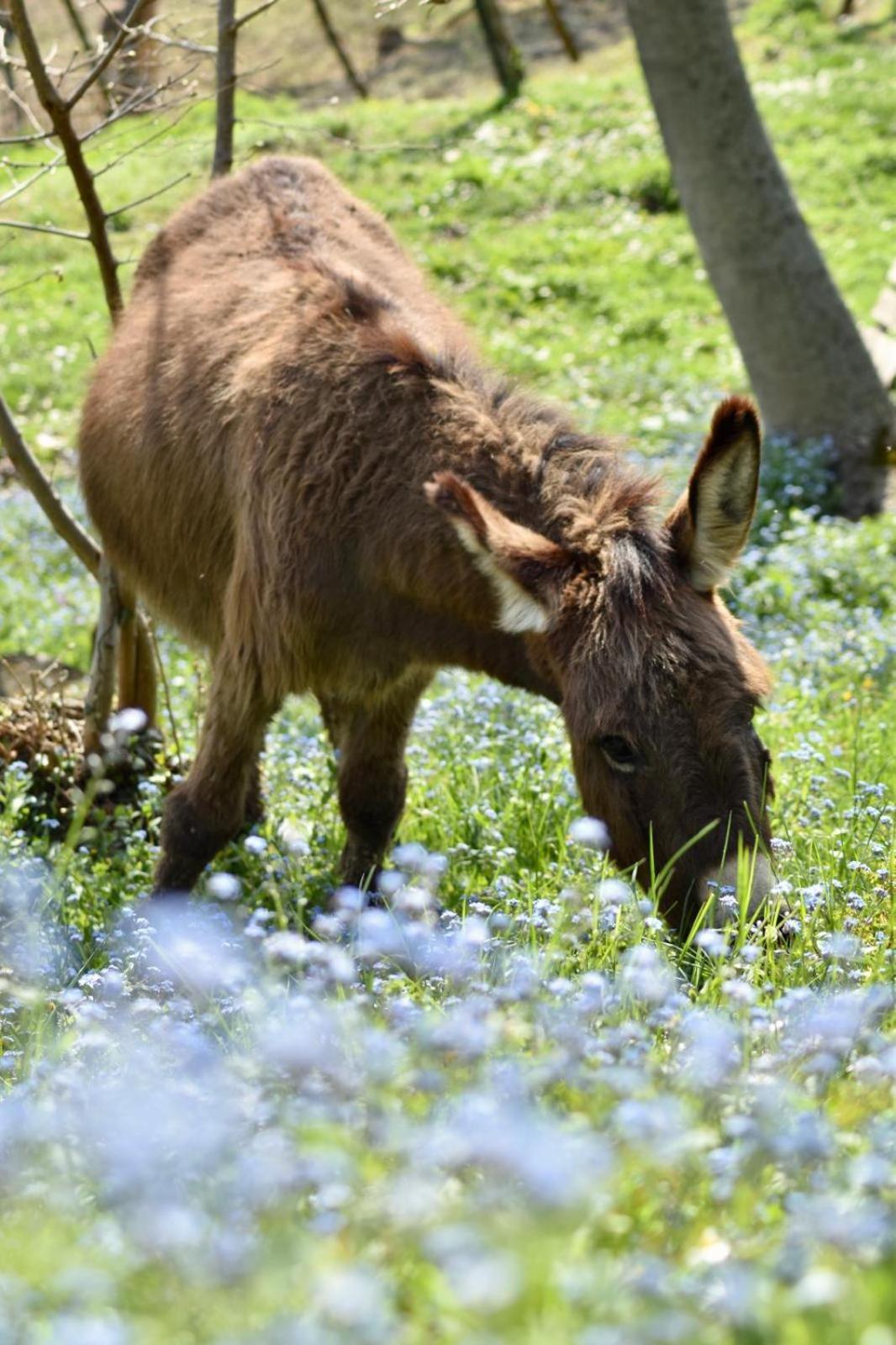 Agriturismo Le Noci Tarzo Экстерьер фото